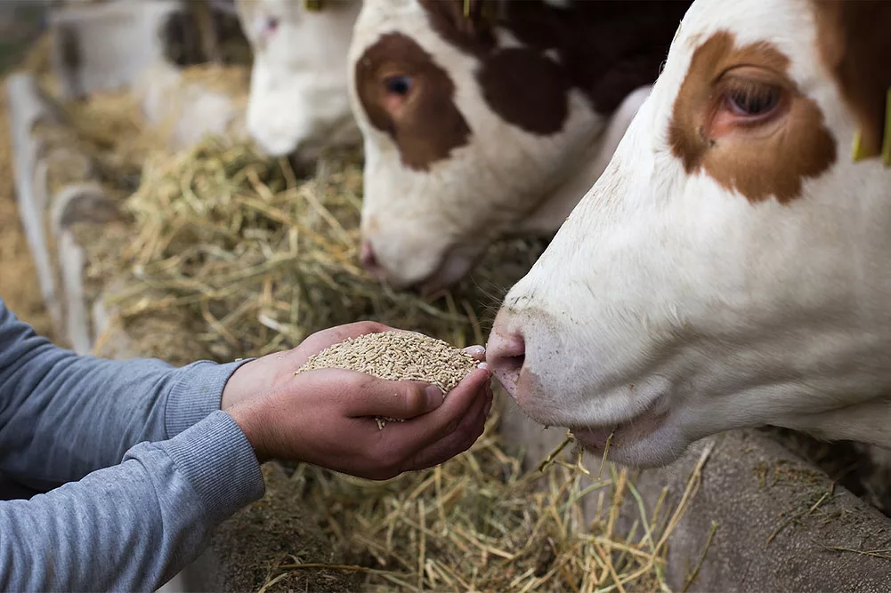 feed additives supplier